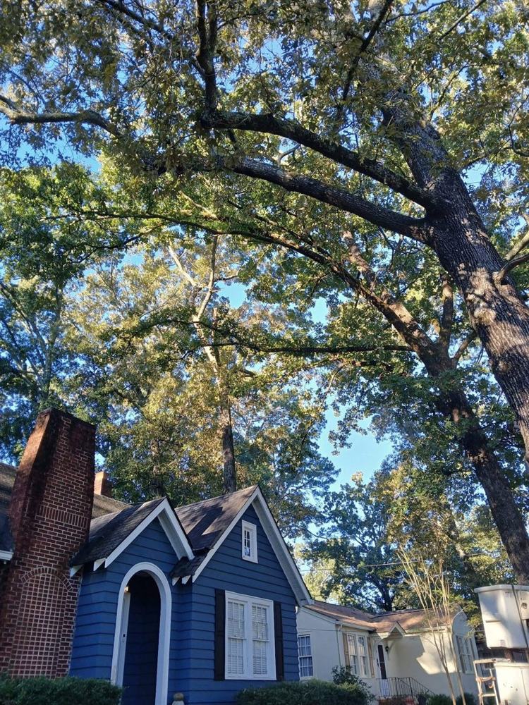 Big oak limbs over a blue house with a brick chimney