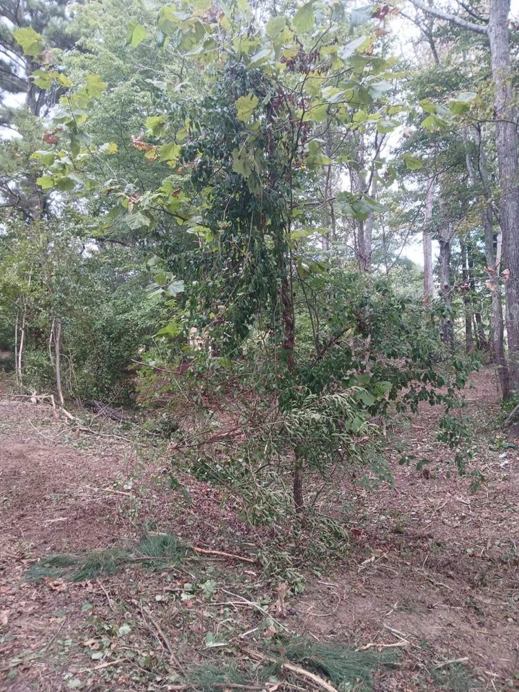 A wooded hillside with the brush cleared off the ground