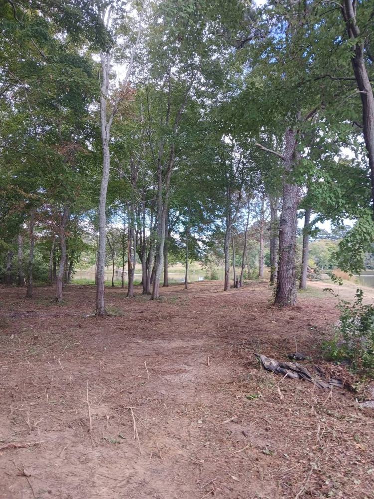 Woods with the undergrowth cleared out, leaving the big trees standing