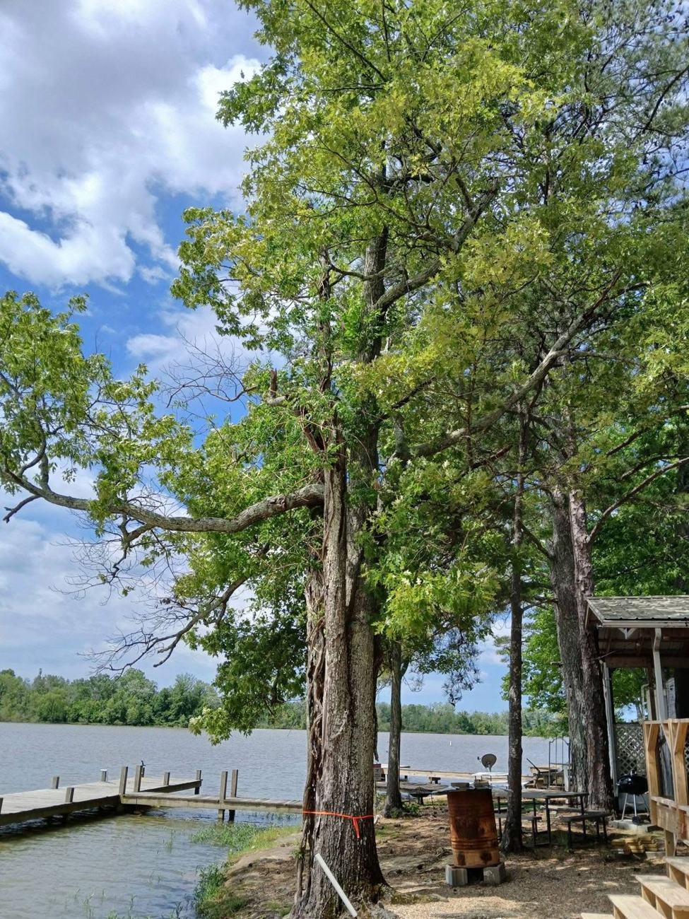 A big tree on the lake shore beside a wooden dock