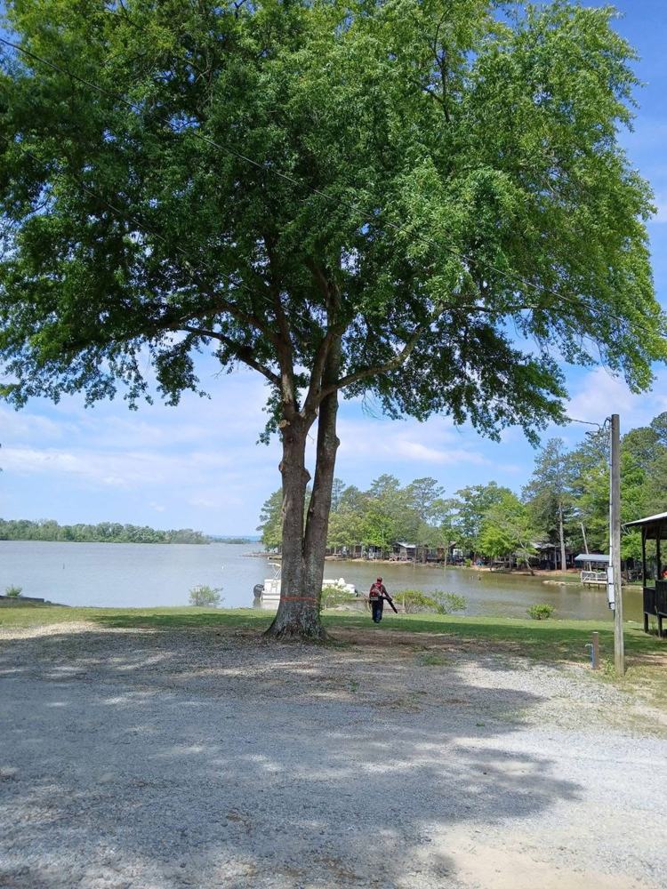 A wide shade tree on a gravel lot with the lake behind it