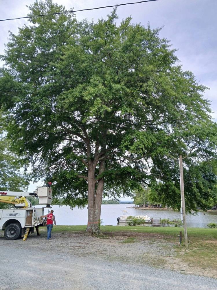 A big shade tree on a gravel lot by the lake, with the bucket truck parked beside it