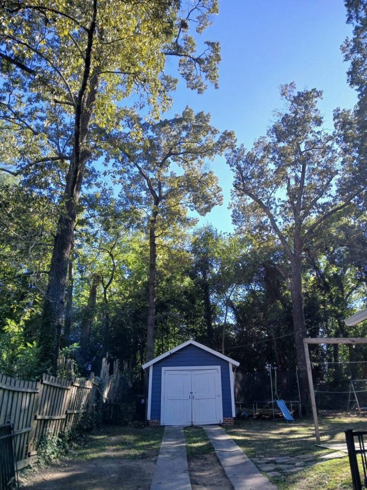 A fenced back yard with a blue shed and tall trees