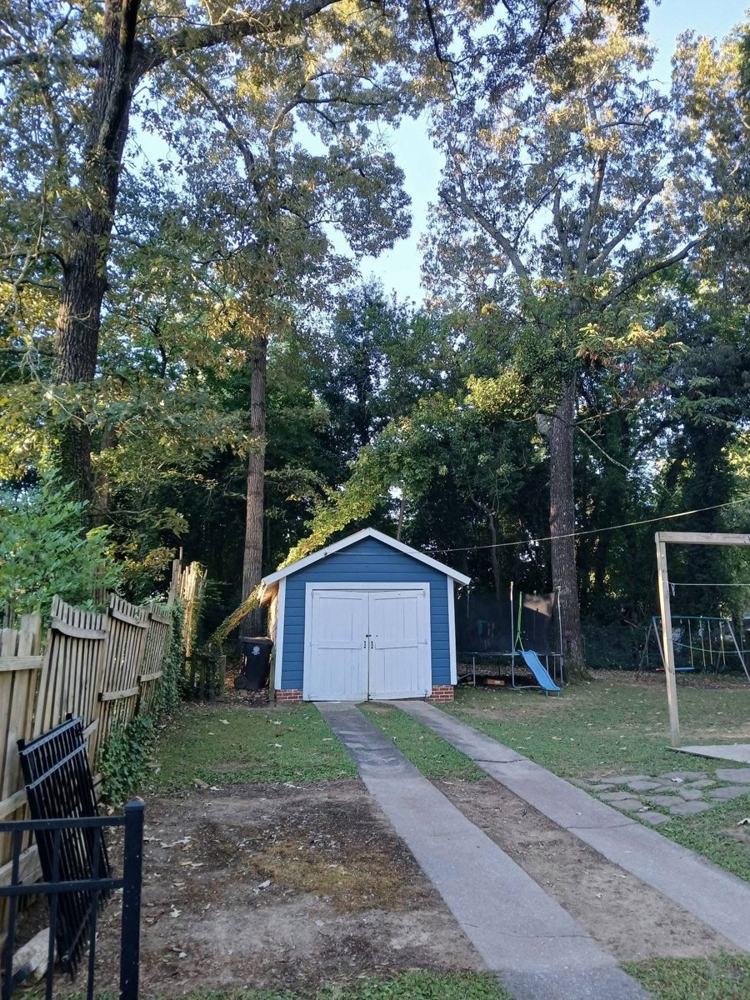 A back yard with a blue shed at the end of the driveway under tall trees