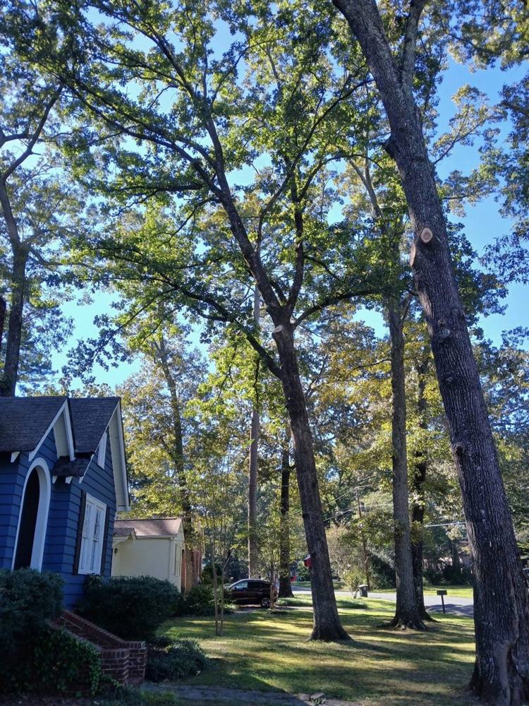 Tall oaks over a blue house and a neat front lawn